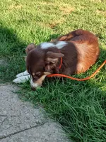Prancer, a female Australian Shepherd for sale in Ashley, IN – Photo 2 of 5