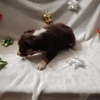 Prancer, a female Australian Shepherd for sale in Ashley, IN – Photo 5 of 5