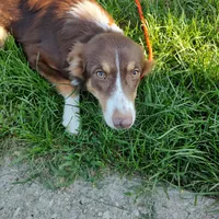 Prancer, a female Australian Shepherd for sale in Ashley, IN – Photo 3 of 5