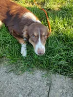 Prancer, a female Australian Shepherd for sale in Ashley, IN – Photo 3 of 5
