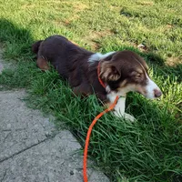 Prancer, a female Australian Shepherd for sale in Ashley, IN – Photo 1 of 5
