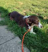 Prancer, a female Australian Shepherd for sale in Ashley, IN – Photo 1 of 5