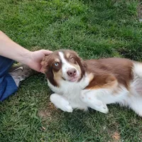 Dancer, a female Australian Shepherd for sale in Ashley, IN – Photo 1 of 5