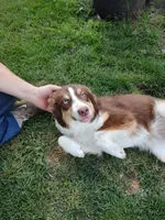 Dancer, a female Australian Shepherd for sale in Ashley, IN – Photo 1 of 5