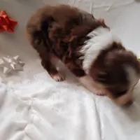 Dancer, a female Australian Shepherd for sale in Ashley, IN – Photo 5 of 5