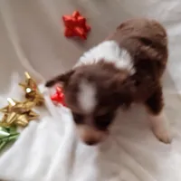 Dancer, a female Australian Shepherd for sale in Ashley, IN – Photo 4 of 5