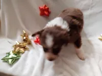 Dancer, a female Australian Shepherd for sale in Ashley, IN – Photo 4 of 5