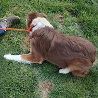 Dancer, a female Australian Shepherd for sale in Ashley, IN – Photo 3 of 5