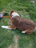 Dancer, a female Australian Shepherd for sale in Ashley, IN – Photo 3 of 5