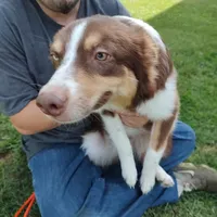 Dancer, a female Australian Shepherd for sale in Ashley, IN – Photo 2 of 5