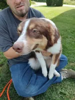 Dancer, a female Australian Shepherd for sale in Ashley, IN – Photo 2 of 5