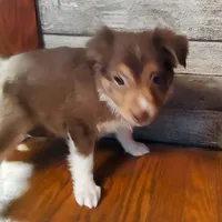 Bishop, a male Australian Shepherd for sale in Ashley, IN – Photo 6 of 6