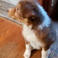 Bishop, a male Australian Shepherd for sale in Ashley, IN – Photo 1 of 6
