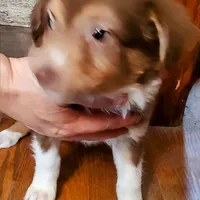 Bishop, a male Australian Shepherd for sale in Ashley, IN – Photo 4 of 6