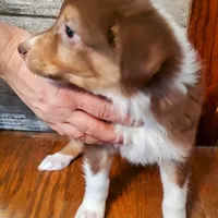 Bishop, a male Australian Shepherd for sale in Ashley, IN – Photo 5 of 6