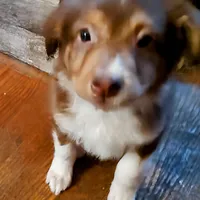 Bishop, a male Australian Shepherd for sale in Ashley, IN – Photo 2 of 6
