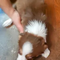 Bishop, a male Australian Shepherd for sale in Ashley, IN – Photo 3 of 6