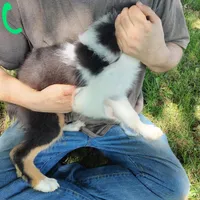 Charlie, a male Australian Shepherd for sale in Ashley, IN – Photo 3 of 6