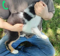 Charlie, a male Australian Shepherd for sale in Ashley, IN – Photo 3 of 6