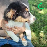 Charlie, a male Australian Shepherd for sale in Ashley, IN – Photo 2 of 6
