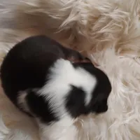 Charlie, a male Australian Shepherd for sale in Ashley, IN – Photo 6 of 6