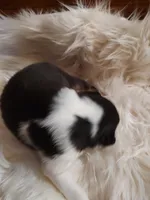 Charlie, a male Australian Shepherd for sale in Ashley, IN – Photo 6 of 6