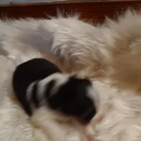 Charlie, a male Australian Shepherd for sale in Ashley, IN – Photo 4 of 6