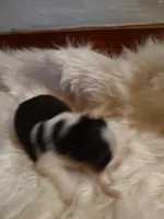 Charlie, a male Australian Shepherd for sale in Ashley, IN – Photo 4 of 6