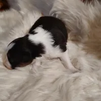 Charlie, a male Australian Shepherd for sale in Ashley, IN – Photo 5 of 6