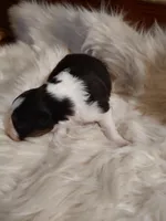 Charlie, a male Australian Shepherd for sale in Ashley, IN – Photo 5 of 6