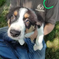 Charlie, a male Australian Shepherd for sale in Ashley, IN – Photo 1 of 6