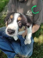 Charlie, a male Australian Shepherd for sale in Ashley, IN – Photo 1 of 6