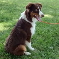 Donner, a male Australian Shepherd for sale in Ashley, IN – Photo 1 of 3
