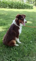 Donner, a male Australian Shepherd for sale in Ashley, IN – Photo 1 of 3