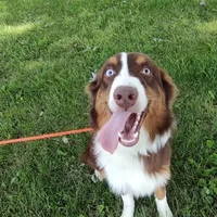 Donner, a male Australian Shepherd for sale in Ashley, IN – Photo 3 of 3