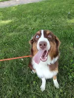 Donner, a male Australian Shepherd for sale in Ashley, IN – Photo 3 of 3