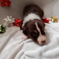 Donner, a male Australian Shepherd for sale in Ashley, IN – Photo 2 of 3