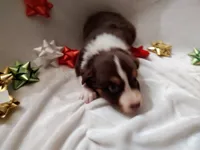 Donner, a male Australian Shepherd for sale in Ashley, IN – Photo 2 of 3
