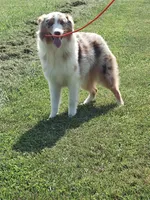 Comet, a male Australian Shepherd for sale in Ashley, IN – Photo 3 of 4