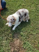 Comet, a male Australian Shepherd for sale in Ashley, IN – Photo 2 of 4