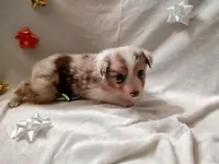 Comet, a male Australian Shepherd for sale in Ashley, IN – Photo 4 of 4