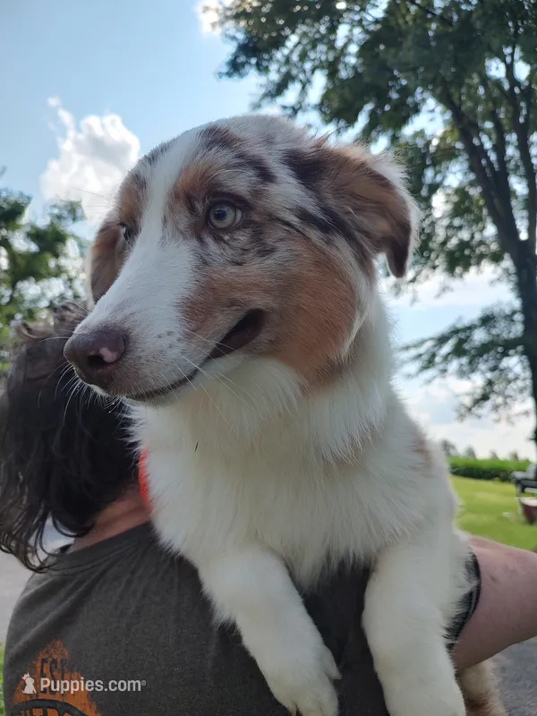 Comet, a male Australian Shepherd for sale in Ashley, IN – Photo 1 of 4