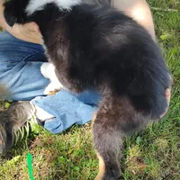 Linus, a male Australian Shepherd for sale in Ashley, IN – Photo 3 of 6