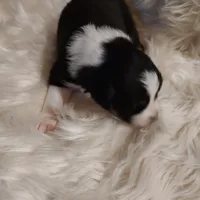 Linus, a male Australian Shepherd for sale in Ashley, IN – Photo 4 of 6