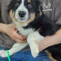 Linus, a male Australian Shepherd for sale in Ashley, IN – Photo 1 of 6