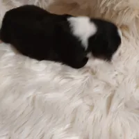 Linus, a male Australian Shepherd for sale in Ashley, IN – Photo 5 of 6