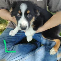 Linus, a male Australian Shepherd for sale in Ashley, IN – Photo 2 of 6