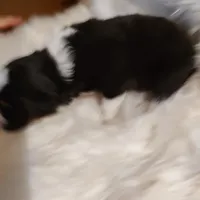 Linus, a male Australian Shepherd for sale in Ashley, IN – Photo 6 of 6