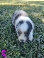 Snickers, a male Miniature Australian Shepherd for sale in Ashley, IN – Photo 8 of 8