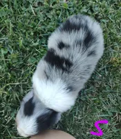 Snickers, a male Miniature Australian Shepherd for sale in Ashley, IN – Photo 7 of 8